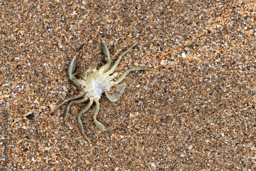 Exoskeleton of a crab after molting on the beach