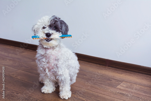 White havanese dog with comb in the mouth