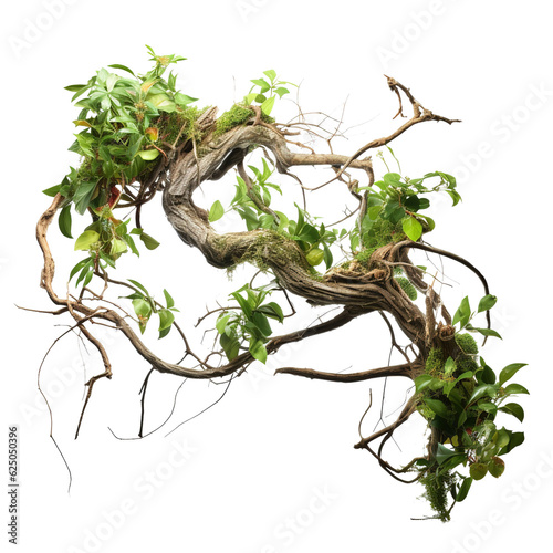 Twisted wild liana messy jungle vines plant with moss, lichen and wild climbing orchid leaves isolated on white background