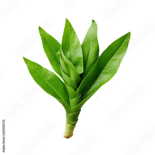 Green leaf of turmeric (Curcuma longa) ginger medicinal herbal plant isolated on white background, clipping path included.