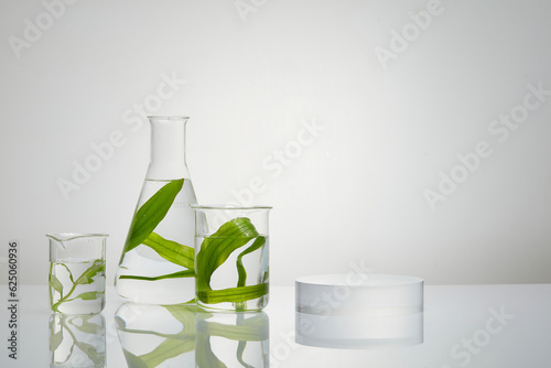 Research concept of some glassware containing fresh seaweed. Modern minimal showcase scene for cosmetic products promotion of seaweed extract