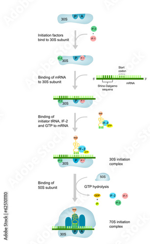The initiation of translation in prokaryotic organisms. Protein synthesis diagram. 