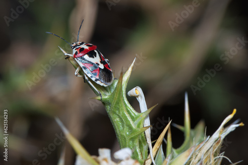 owad entomologia makro zbliżenie przyrody zwierzęcy szczegóły przyrodzie wild na zewnątrz lato 