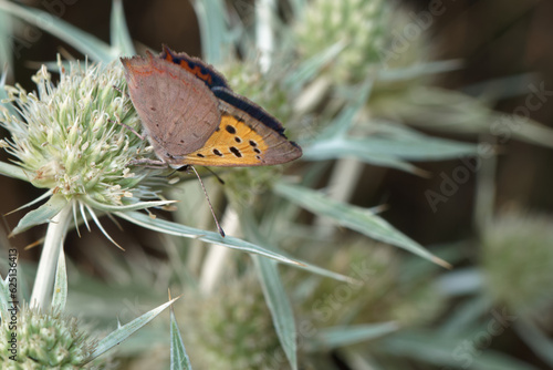 owad entomologia makro zbliżenie przyrody zwierzęcy szczegóły przyrodzie wild na zewnątrz lato 