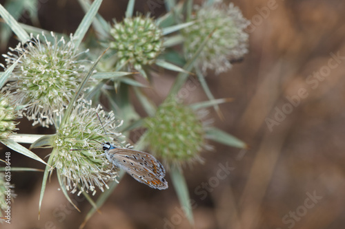 owad entomologia makro zbliżenie przyrody zwierzęcy szczegóły przyrodzie wild na zewnątrz lato 