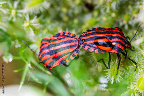 Striped Shield Bugs in garden after rain mating. Minstrel bug (Graphosoma lineatum) couple on wet plant covered in water drops. Macro image.