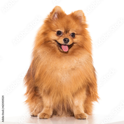 pomeranian spitz puppy