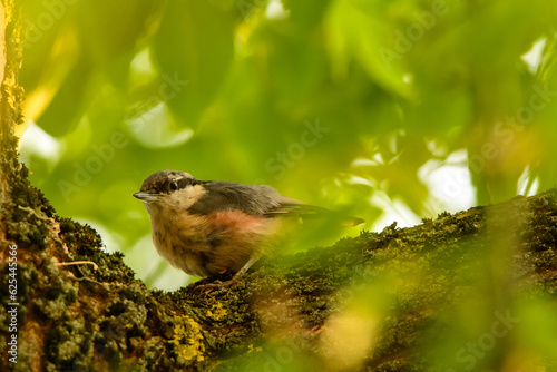 Kowalik zwyczajny, mały ptak siedzi na pniu drzewa