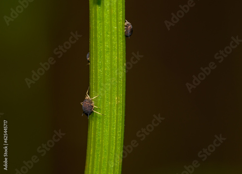 Małe czarne robaczki ba lodygach roślin mszyce pospolitej 
