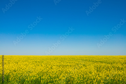 Yellow field of canola