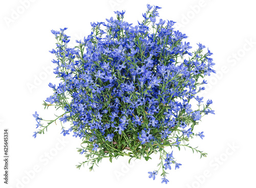 lobelia flower bushes isolated