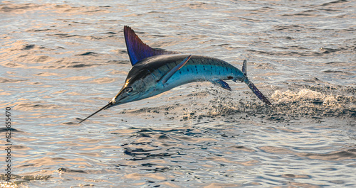 Marlin takes flight
