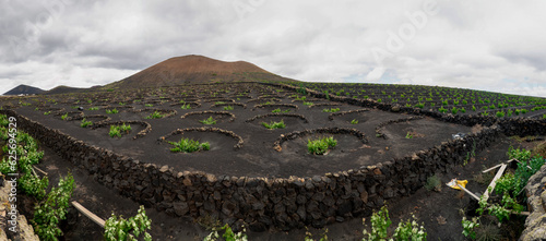 Landscape with Lanzarote-style cultivated vineyards in the Canary Islands, Spain