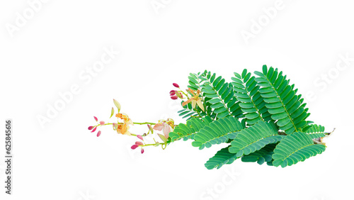 Brightly colored tamarind flowers and leaves blooming on the white background.