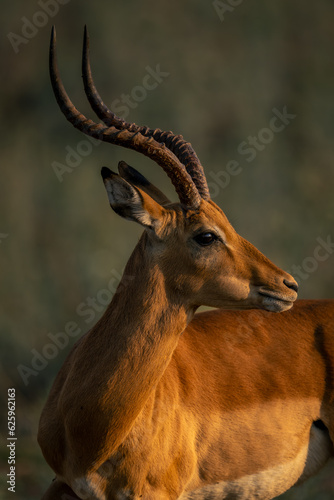 Close-up of male common impala turning head