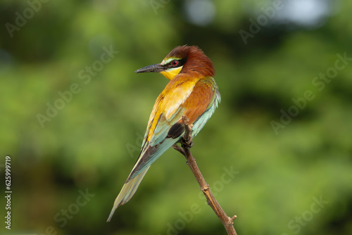 European bee-eater - Merops apiaster perched at light green background. Photo from Kisújszállás in Hungary. 