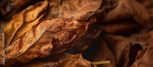 Dry Tobacco leaves background, closeup. 