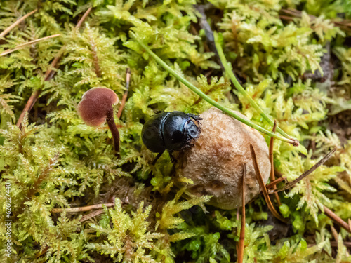 Beautiful macro shot of glossy earth boring dung-beetle - (Geotrupes stercorarius) crawling on the forest ground on a small mushroom