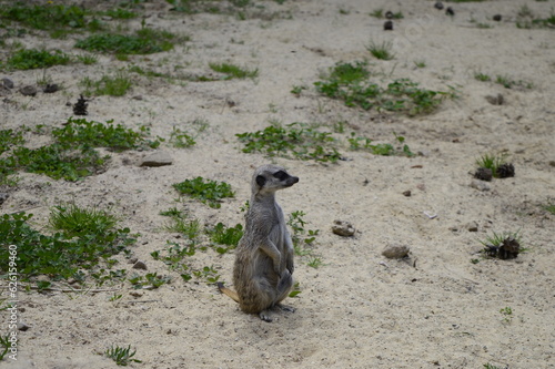 Closeup Suricata suricatta known as meerkat in summer rock area