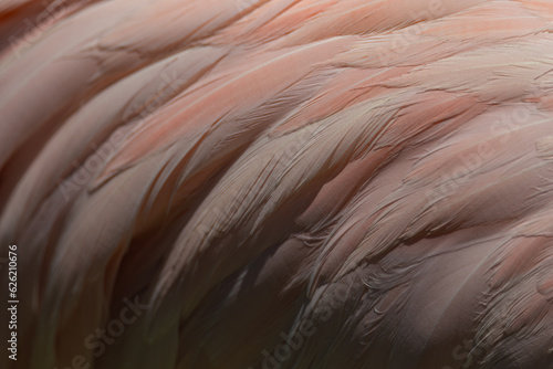 Pink flamingo feathers close up