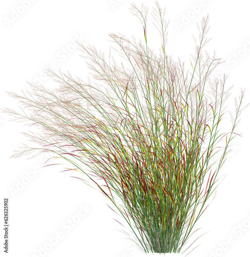 Side view of wild pampas grass