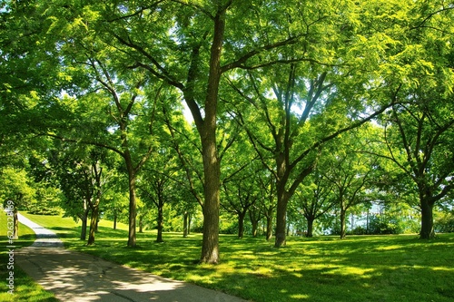 On a sunny Summer day, tall trees with bright green leaves border the Oak Leaf Recreation Trail along Lake Michigan near Milwaukee, WI.