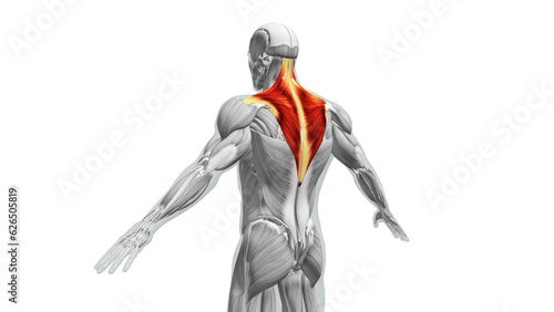 Anatomy of the Trapezius Muscles