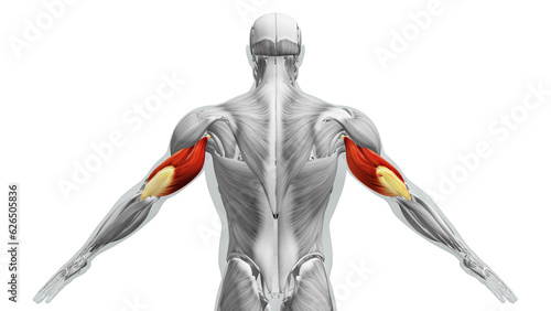 Anatomy of the Triceps Muscles