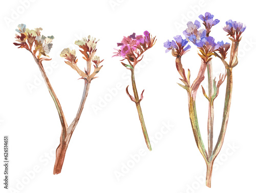 Dried flowers painted in watercolor, isolated