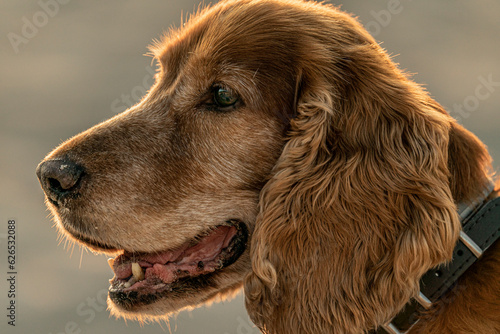 Cocker Spaniel nad morzem