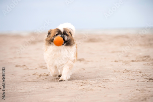 Pies rasy pekińczyk idzie po plaży i niesie w pyszczku piłkę
