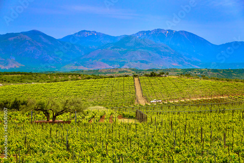 Vineyards of Crete island on sunny day, distant mountains, Greece