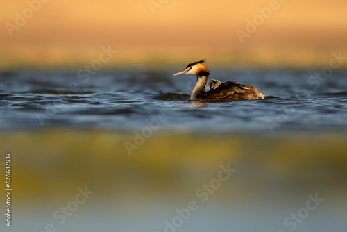Great moment. A mother carrying her babies on her back. Colorful nature background. Great Crested Grebe. (Podiceps cristatus).