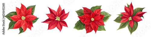 Vector set of red poinsettia and green leaves. New Year flowers on white background. . Vector illustration