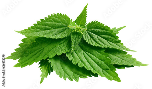 Nettle isolated on white background, full depth of field