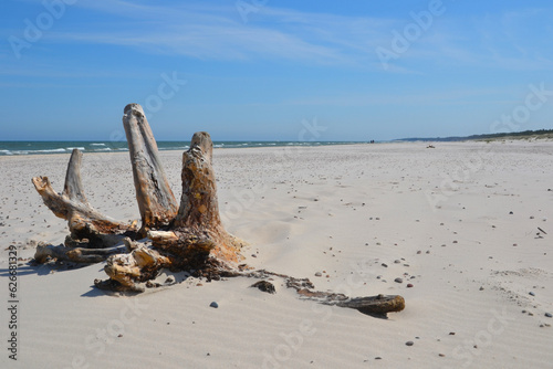 Old tree trunk on the beach. Baltic Sea coast and wild beach next to moving dunes in the Slovincian National Park also known as Slowinski National Park. Leba, Poland 