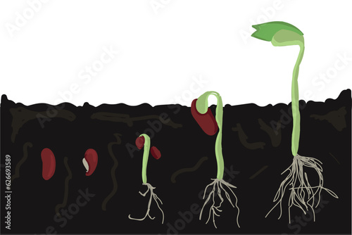 Growth stages of bean plant. Bean growing stages vector illustration