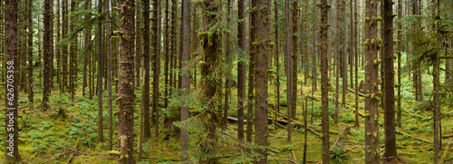 Located on the Olympic Peninsula, the moss-covered Hoh rainforest is one of the largest temperate rainforests in the U.S. Receiving over 100 inches of rain annually, the region is lush with flora.