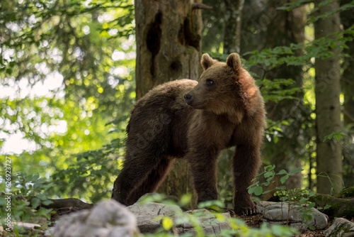 Brown Bear - Ursus arctos large popular mammal from European forests and mountains, Slovenia, Europe.