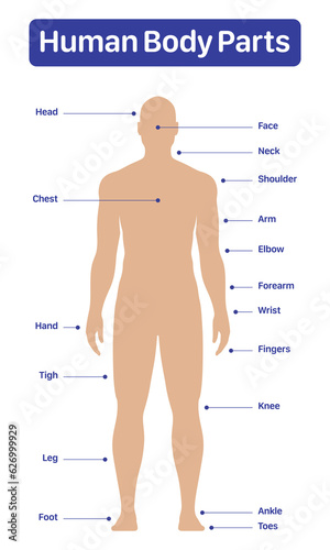 Male human body parts medical diagram poster, vector illustration on a white background.