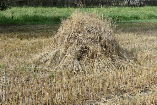 żniwa na wsi, zboże, ściernisko, kopki słomy, pole, rolnictwo, bale, zbiory, farma, pszenica, lato, 