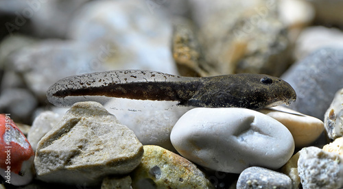 Tadpole of the Green toad // Kaulquappe der Wechselkröte (Bufotes viridis) - Germany