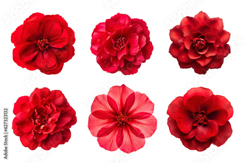 Selection of various red flowers isolated on transparent background