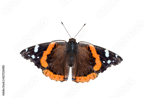 Red Admiral butterfly isolated cutout on transparent