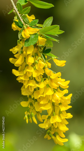 yellow inflorescence of Scotch laburnum (Laburnum alpinum) aka Scottish or alpine laburnum