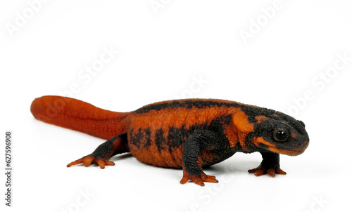 Red-tailed knobby newt // Kweichow-Krokodilmolch (Tylototriton kweichowensis)