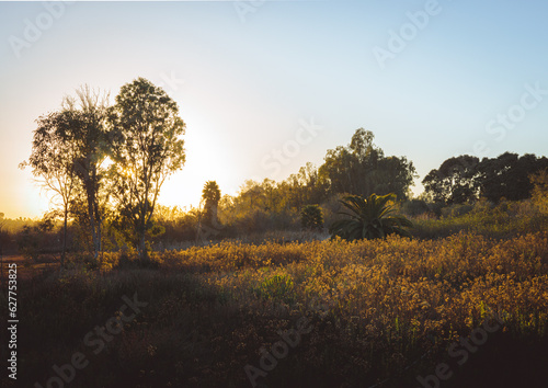 Sunset over brush in Batiquitos Lagoon San Diego California