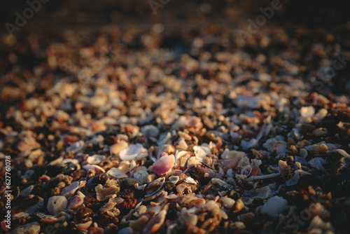 Macro Sea Shells in California