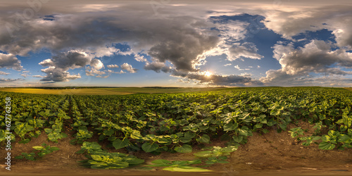 spherical 360 hdri panorama among farming field of young green sunflower with strom clouds on evening sky before sunset in equirectangular seamless projection, as sky replacement