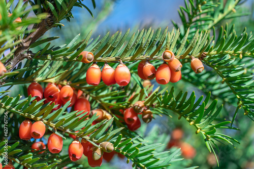 Bunches of ripe red berry yew in autumn garden. Taxus baccata fruits poisonous and inedible. Ornamental plant used in hedges. Yew european is conifer shrub. Material for making arc and arrows.